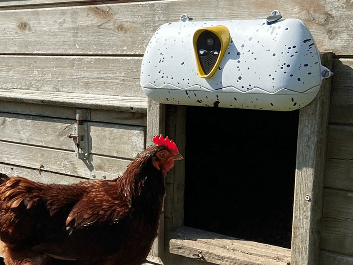 Picture of an automatic chicken door on a chicken coop with a chicken entering
